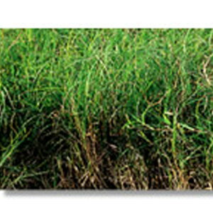    o~[_OX  1kg ݂̂̔̔ NHh~ Ή @ q g B s lzs