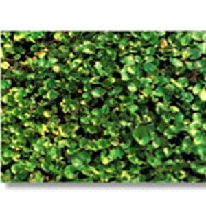 }   _CJh  1kg ݂̂̔̔ NHh~ Ή @ q g B s lzs