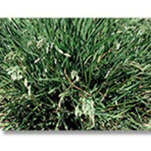    P^bL[u[OX  1kg ݂̂̔̔ NHh~ Ή @ q g B s lzs