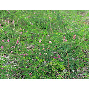 Ήp { R}ciM {YtAq  1kg ݂̂̔̔ NHh~ Ή @ q g B s lzs