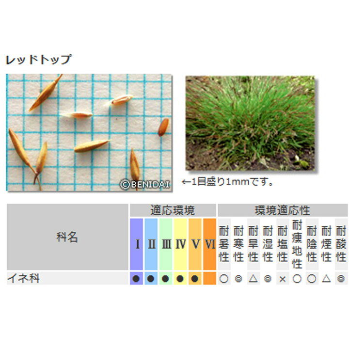 楽天市場】芝 草 種 レッドトップ コロニアルベントグラス類 種 1kg 種 
