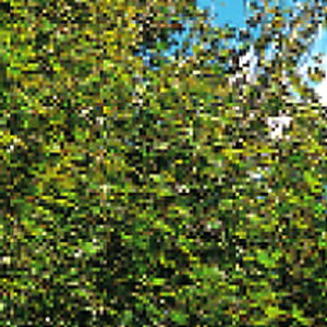 Ήp { }~W t {Y  100g ݂̂̔̔ NHh~ Ή @ q g B s lzs