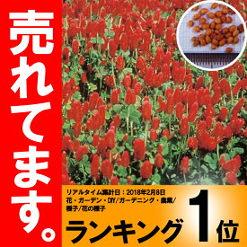 楽天市場 赤クローバー 種 種子 ガーデニング 農業 花 ガーデン Diyの通販