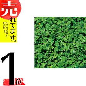 楽天市場 雑草 種の通販