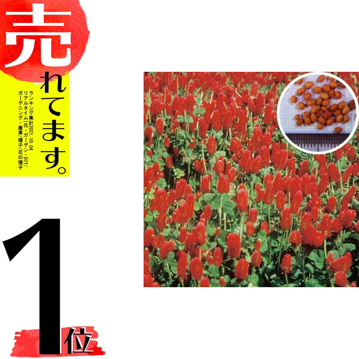 楽天市場 種 10kg クリムソンクローバ くれない 緑肥 景観作物 遊休農地の有効活用に 赤クローバー 雪印種苗 米s 代引不可 農業用品販売 のプラスワイズ