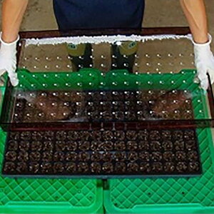 nhV[_[ Zgbvp 50 VO d |bgd _ c LcY lzs TT s