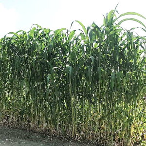  1kg Of\S[ TSG-29 \K dF5`8 ^LCc S s