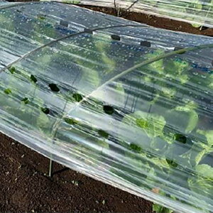 2{ _POtB [bNJL 5 UK50A 185cm×100m glp Hh~ ݂ǉH J{ s