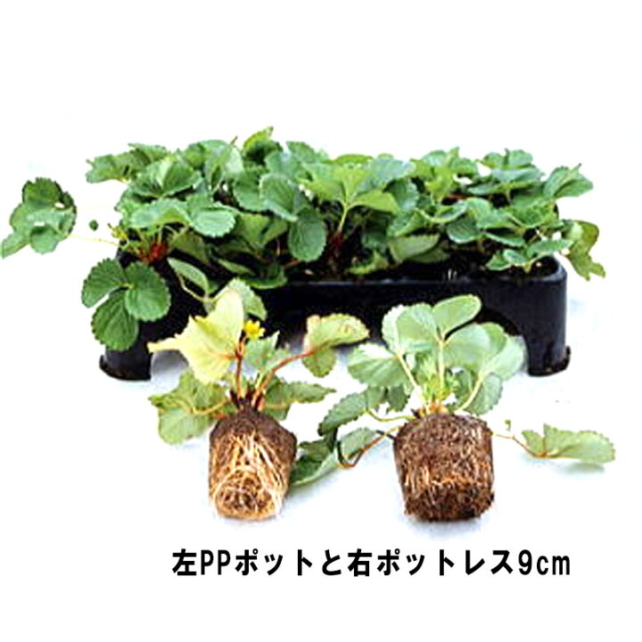 楽天市場】【4/30までエントリーで最大100%Pバック】20枚 空中ポット 
