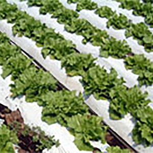 lzs kCs 12{ ؉p o[X}`  0.02mm×95cm×50m C^j ^S s