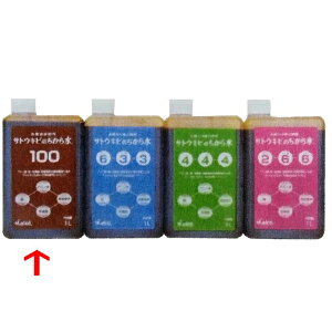 12 TgELr̂琅 100 1L L@蕡엿  ʕ Ő {AR[Y ^S s