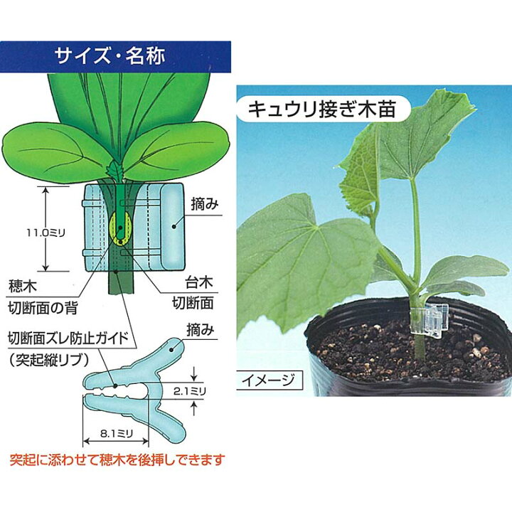 楽天市場 1 000個 クリアピンチm Cpm 10 接ぎ木保持具 方葉合わせ接木用 キュウリ スイカ ゴーヤ 等 シーム タ種 代引不可 農業用品販売のプラスワイズ