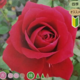楽天市場 バラ 黒赤の通販