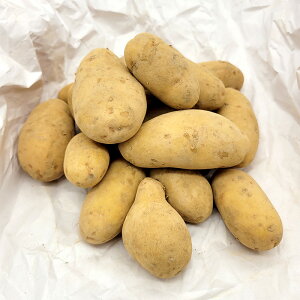 5kg ��� �O�E�F�� ���� �W���K�C�� PVP ���Ⴊ�����͔|�p �gS DZ (�C�O���o�֎~ �o�^�i�햼:�O�E�F�� �_�ѐ��Y�ȕi��o�^:��27933��)