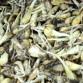 ＼大特価／ 1kg 種ラッキョウ 福井らっきょう 栽培用 家庭菜園 プロ農家 吉S 代引不可 産直