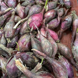 ＼大特価／ 1kg 種ラッキョウ 越のレッド 赤らっきょう 栽培用 家庭菜園 プロ農家 吉S 代引不可 産直 (登録品種名：越のレッド)