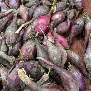 _^ 1kg 탉bLE z̃bh Ԃ傤 ͔|p ƒ؉ v_ gS s Y (o^i햼Fz̃bh)