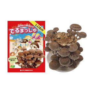 ۏ͔̂|Zbg ł܂  JlRc ͔|Lbg ő VC^P LmR͔| DZ (o^i햼Fۉ1)