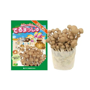 ۏ͔̂|Zbg ł܂ ԂȂ߂ JlRc uiVW ߂ ͔|Lbg LmR͔| DZ