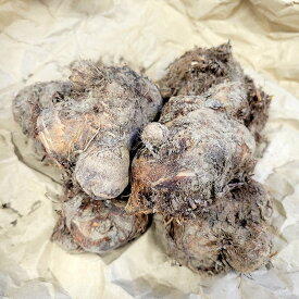 【5/31までエントリーで最大100%Pバック】3kg 八ツ頭 栽培用種芋 里芋 (赤ズイキ 皮むき不要 細茎 赤茎) ヤツガシラ やつがしら 八頭 八ッ頭 里芋 種芋 栽培用 吉SDZ