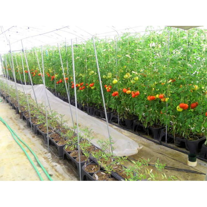 楽天市場】20枚 空中ポットレストレー 128連結 脚無 阪中緑化資材 タS  