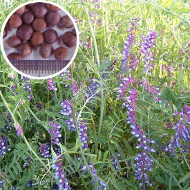 種 10kg まめ助 (ナモイ) ヘアリーベッチ 晩生 緑肥 ミツバチの蜜源に 雪印種苗 植物 米S 代引不可 (登録品種名:ナモイ)