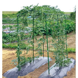 楽天市場 空中スイカの通販