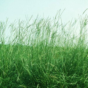  4kg oqAOX yTR ʎ͔|p t[cOX c S s (o^i햼:yTR)