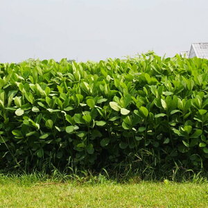  5kg N^A l}bNX n ΍ Δ c S s (o^i햼:l}bNX)