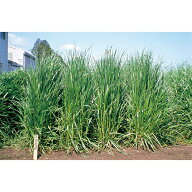 【9/1〜最大100%Pバック抽選で要エントリー】種 10kg イタリアンライグラス タチワセ 早生 酪農 畜産 播…