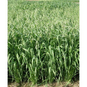  14kg PVP GoN XiCp[  | Δ  c S s (COo֎~ o^i햼: XiCp[ _ѐYȕio^:23056)