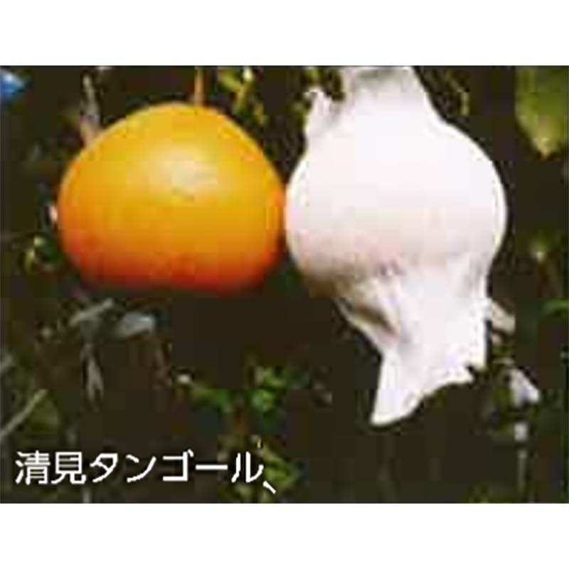 4000枚 果実袋 サンテ S-6 12cm 白 果面保護 ミカンの日焼防止 着色促進 樹上越冬など みかん D