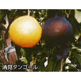 3500枚 果実袋 サンテ S-6 15cm 黒 ミカンの日焼防止 着色促進 樹上越冬など みかん 東レコムズ D