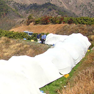 Tj[Zu T-750 5.2m×50m ʎیV[g kn 핢 RY D