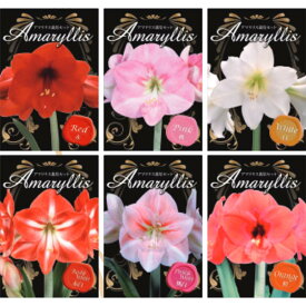 楽天市場 球根 種類 植物 アマリリス ガーデニング 農業 花 ガーデン Diy の通販