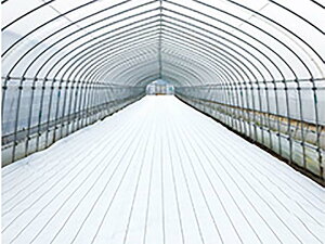 _CI OhV[g  At@ zCg  400cm×100m hV[g ˃V[g CmxbNX TT kCs lzs s