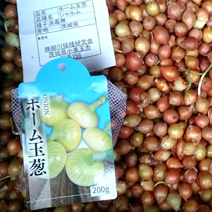 楽天市場 500g ホーム玉ねぎ タマネギ 玉葱 種 栽培用 米s 代引不可 農業用品販売のプラスワイズ