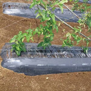 �y4/30�܂ŃG���g���[�ōő�100%P�o�b�N�z5�{ ���f���V�[�g M922B 95cm×200m �� �ʋC�^���E�_�E�U�d�\�}���`�� �_�� �}���` �݂��ǉ��H �J�{ ����s��