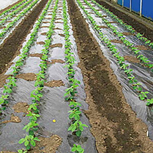 }`ό 0.03mm×230cm×200m 2{ }` ZϐtB ^S lzs kCs s