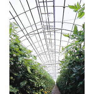 _CX^[ 0.15mm 600cm 25m _PO  ϋvH_POtB tB J{ s