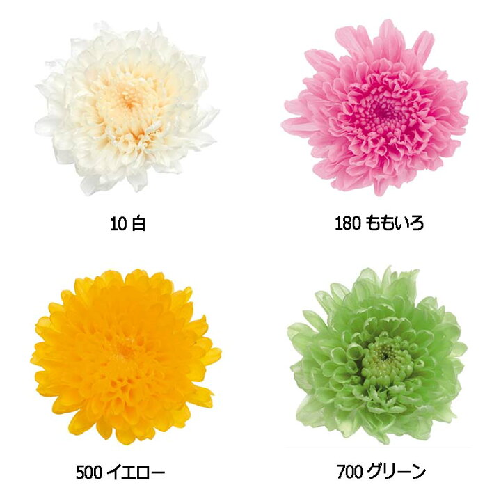 楽天市場】小菊 12輪入 76-3680 プリザーブドフラワー フラワー 
