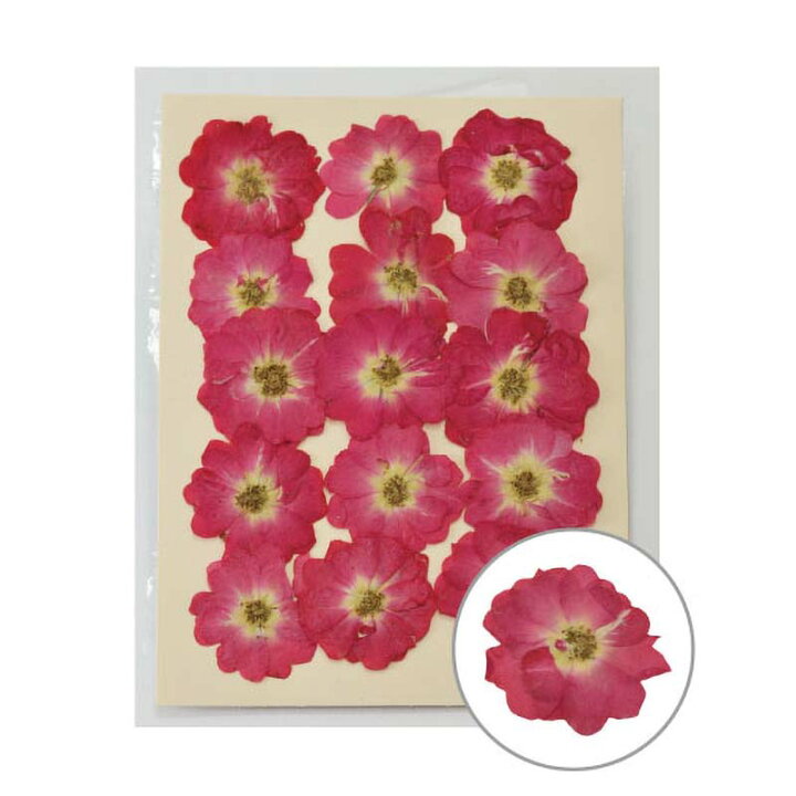 楽天市場 押し花 ミニバラ ローズピンク 15輪入 Moo 07 197 07 26 薔薇 バラ 押花 おしばな フラワーアレンジメント 花材 手芸 松k 代引不可 農業用品販売のプラスワイズ