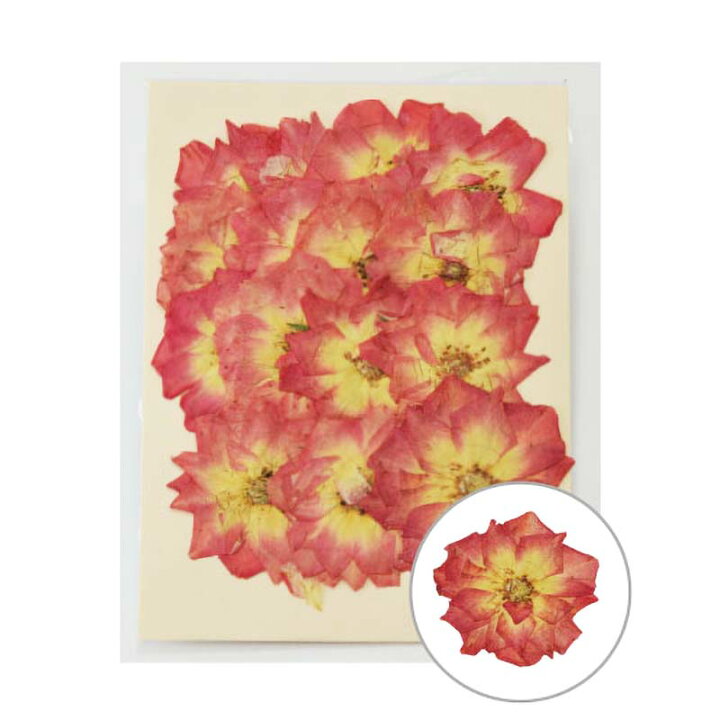 楽天市場 押し花 バラ ローズピンク 15輪入 Moo 08 197 08 26 薔薇 バラ 押花 おしばな フラワーアレンジメント 花材 手芸 松k 代引不可 農業用品販売のプラスワイズ
