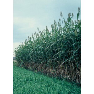 種 2kg ソルガム 堆肥ソルゴー FS1605 雪印種苗 米S 代引不可 (登録品種名:FS1605)