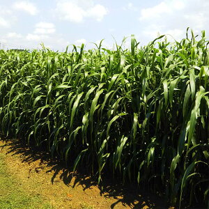  2kg X[_OX [XC[gBMR c S s (o^i햼:[XC[gBMR)