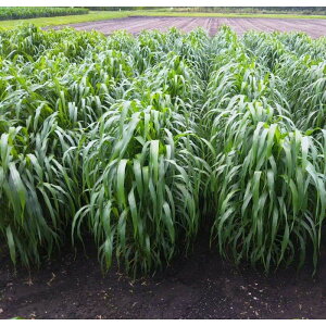  2kg X[_OX lI܂[ j[_ c S s (o^i햼:j[_)