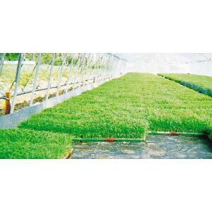 pIpI ؂V[g 50 150cm×100m  c ~ V[g ؂ MKVAhoX J{ lzs s