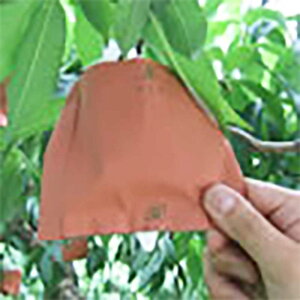 2500 ʎ  d P2P J[ 130×165mm   ^SD