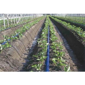 P.E 󐅃`[u   [U[ 0.2mm×50mm×200m sb`30cm Ea0.4mm 5  U  _  J~vX TT lzs s