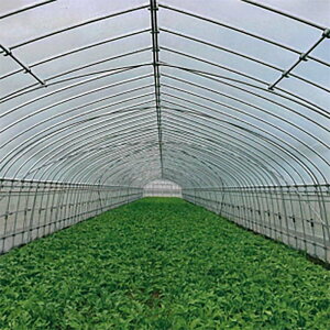 �_PO�t�B���� �T���s�G��7�J�[�e�� �������E�t ����0.075mm ��270cm ����10m �I�J���g�����i �ՔM ������ �_�Ɨp�t�B���� �TT �l��z���s�� ����s��